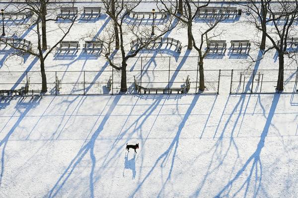 Photograph Mitchell Funk Dog And Tree Shadows on One Eyeland